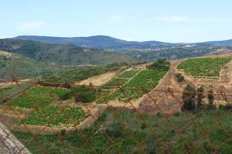 Quinta da Muradella: the quiet search for wine purity